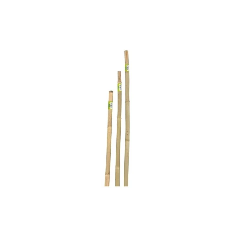 Canna in Bamboo D.22 24 H 150