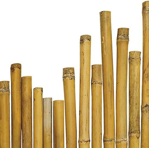 CANNA BAMBOO THAI H. 180 D.24/26